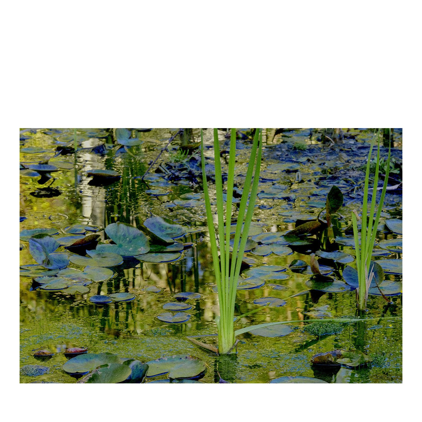 Stampa Fotografica N.2