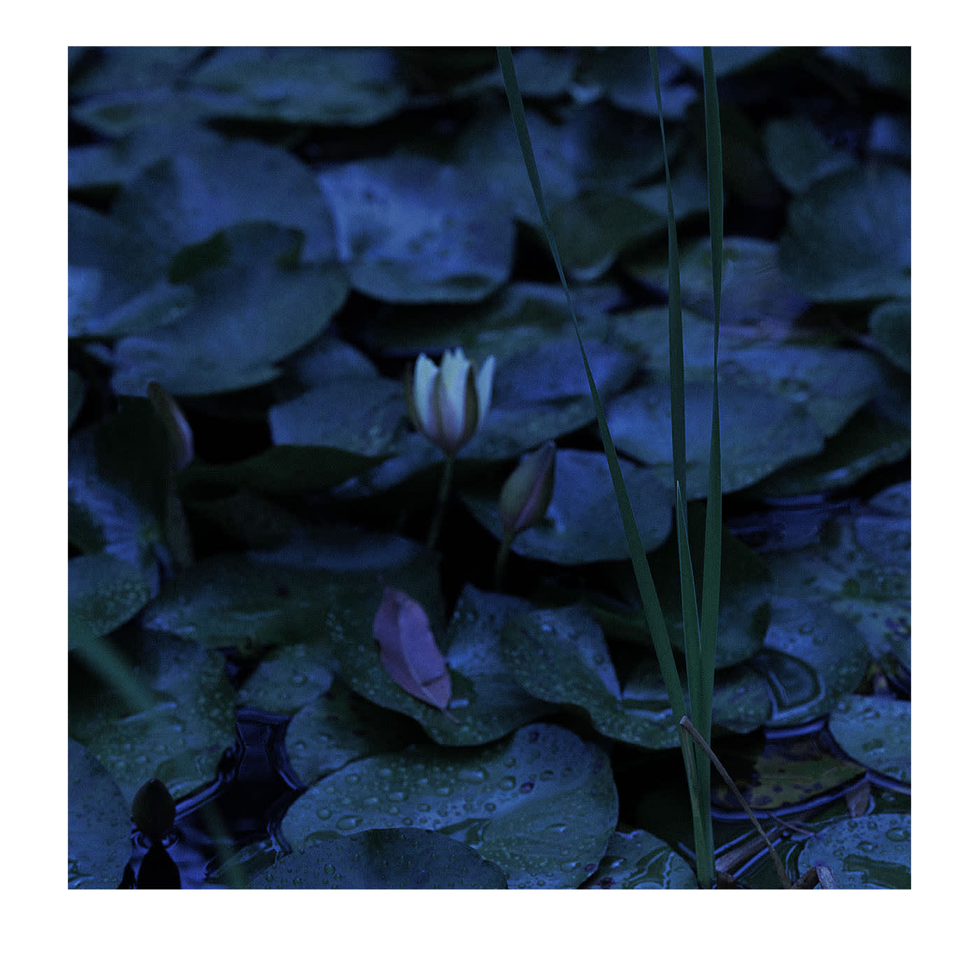 Stampa Fotografica N.6