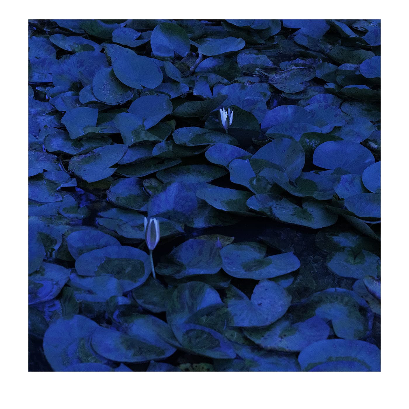 Stampa Fotografica N.3