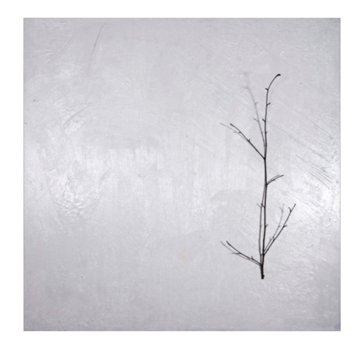 Naturalia et Mirabilia Barcellona Pittura