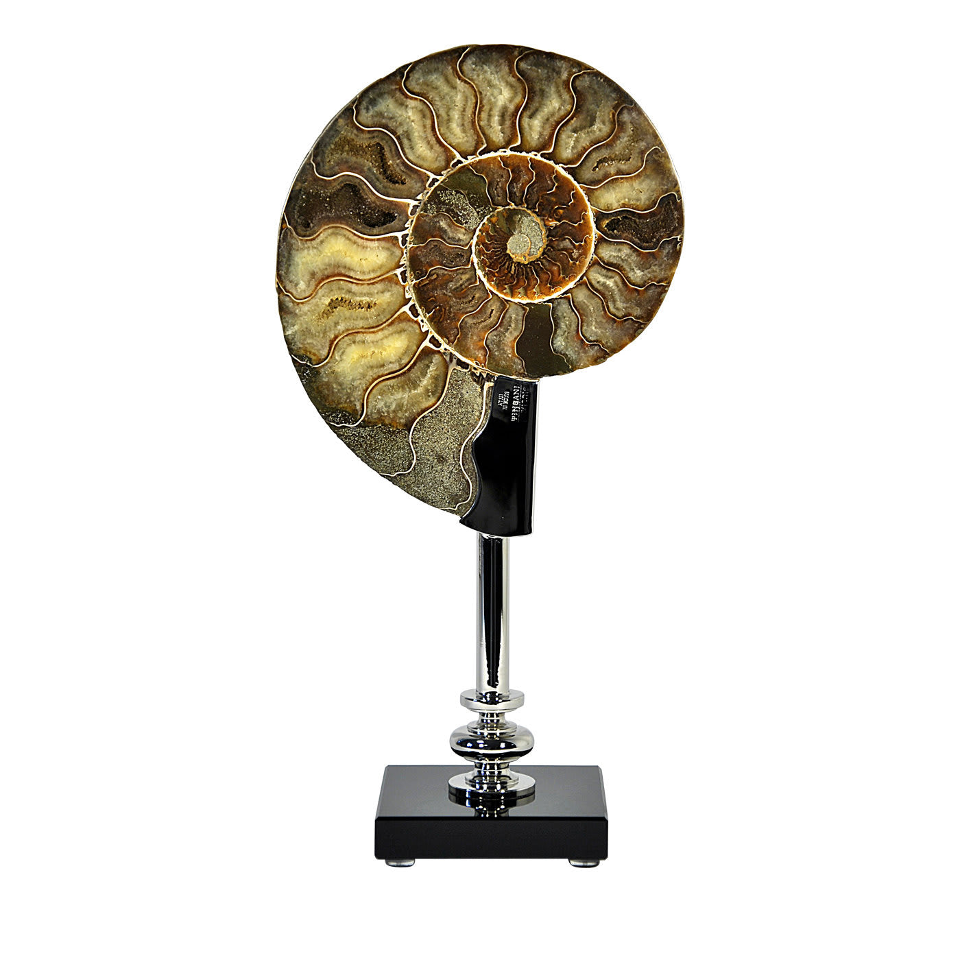 Ammonite su vetro e base in ottone nichelato