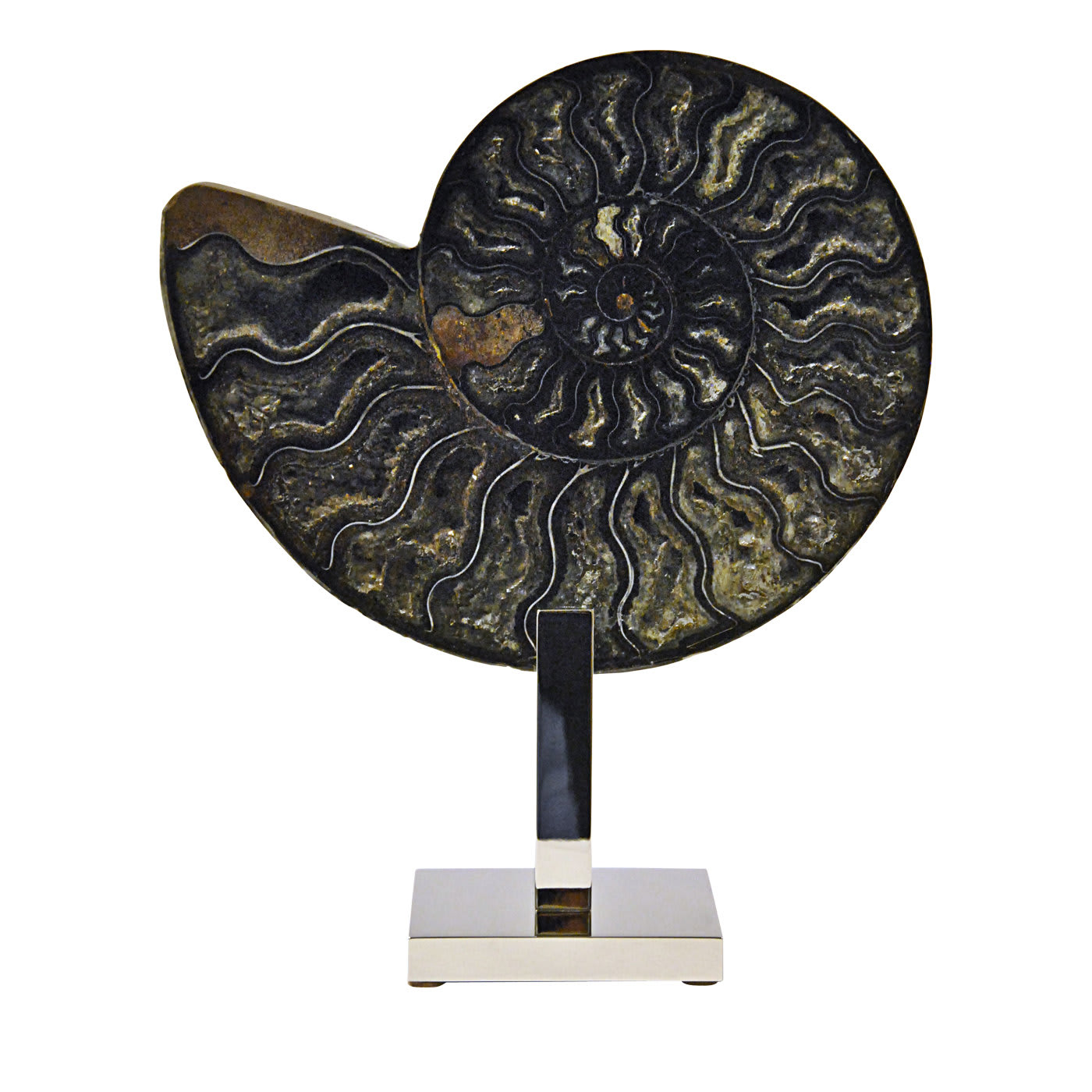 Scultura nera di ammonite