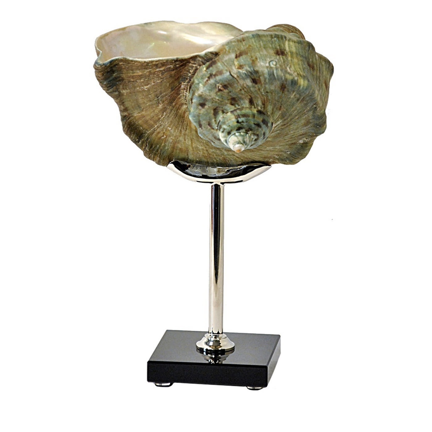 Scultura di conchiglia turbo verde