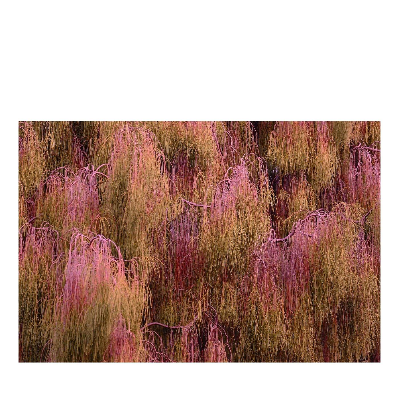 Stampa fotografica Salice