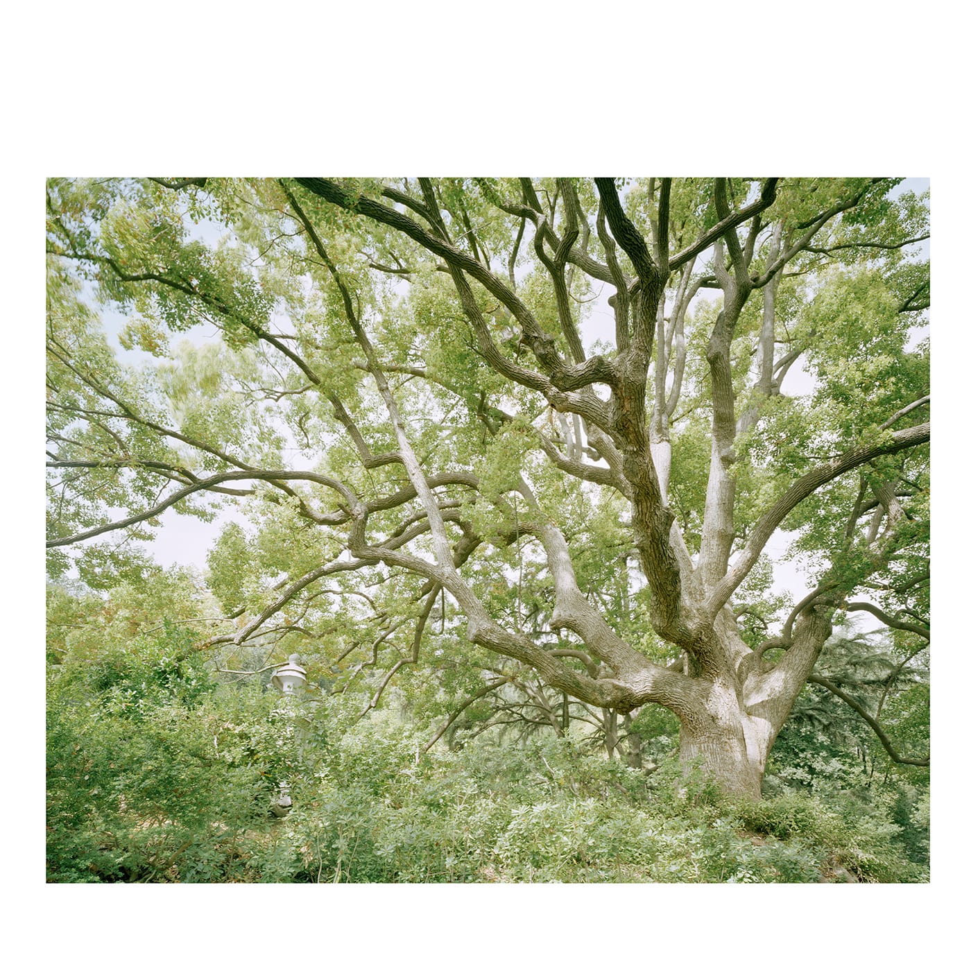 L'ora verde SIM_VPL_17 Fotografia