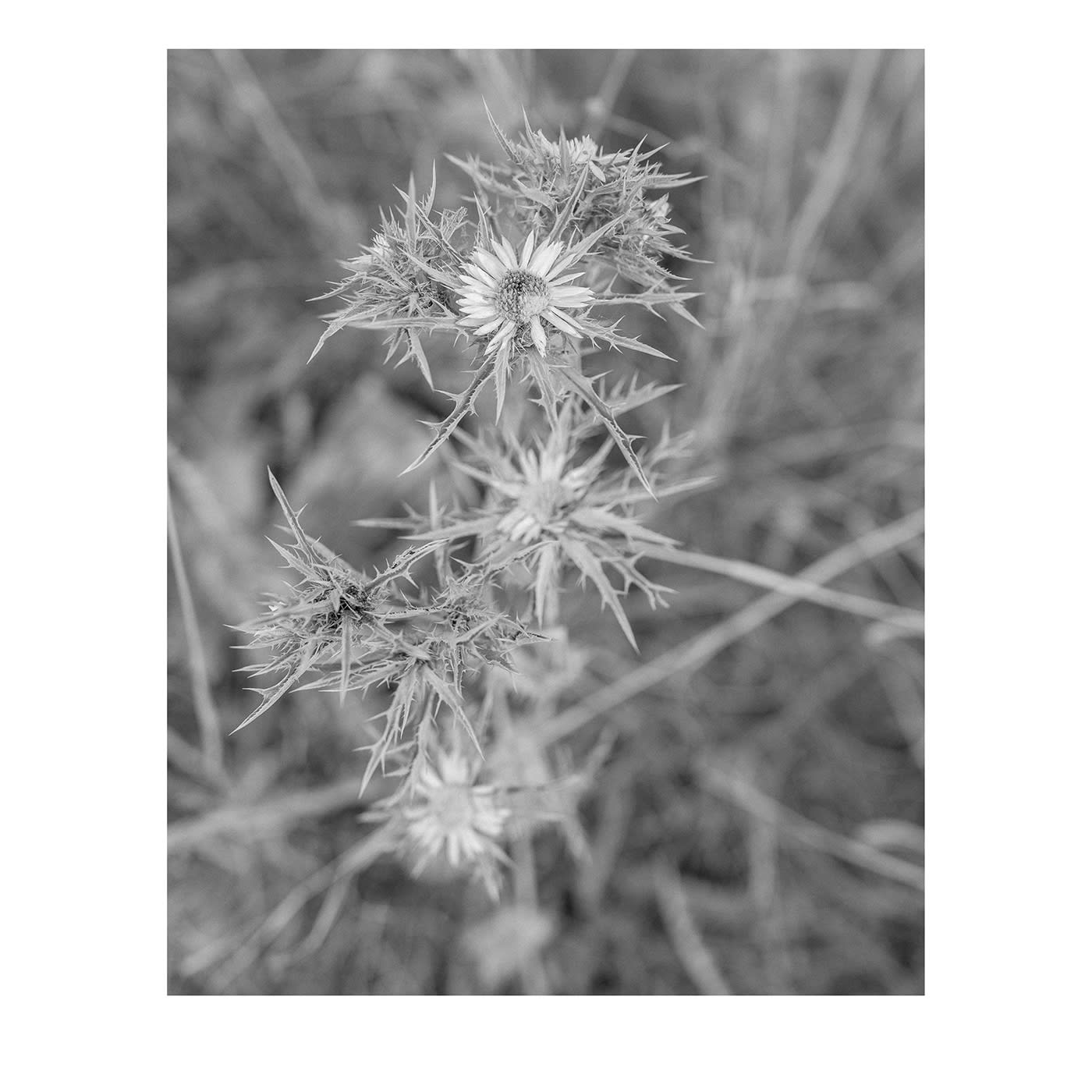 Sicilia Baia di Cornino 05 Fotografia