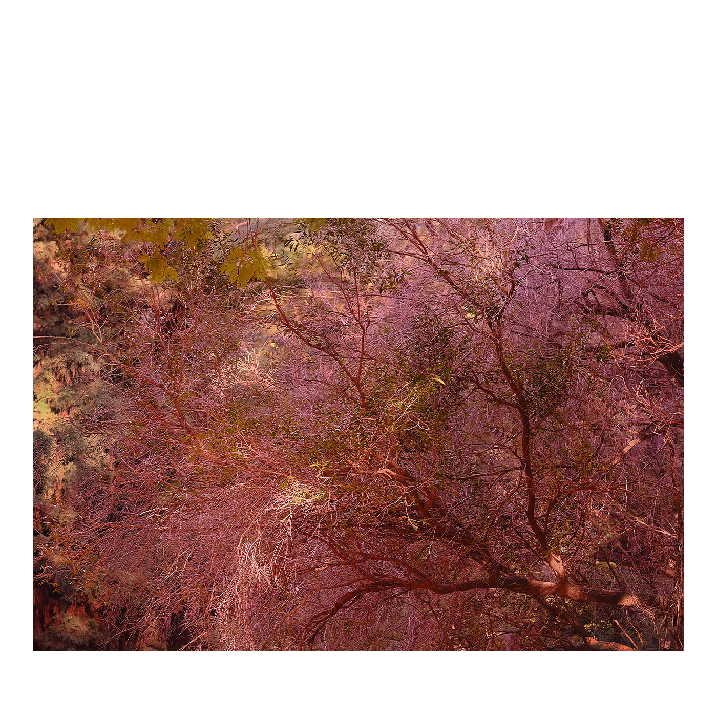 Stampa fotografica Albero al Tramonto