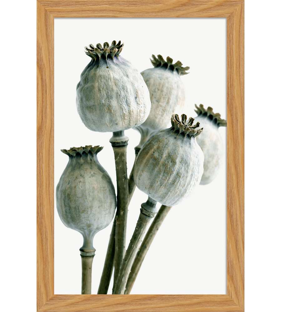 Decoposter Poppy con cornice