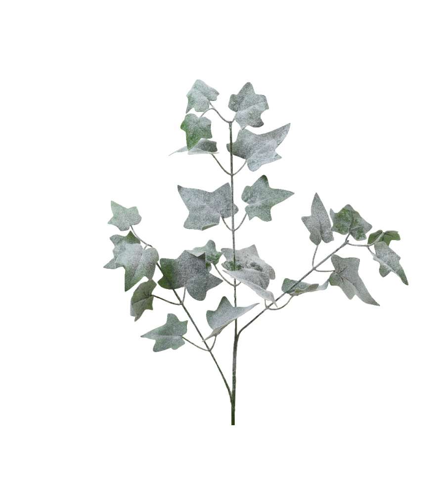 Ramo di edera innevata