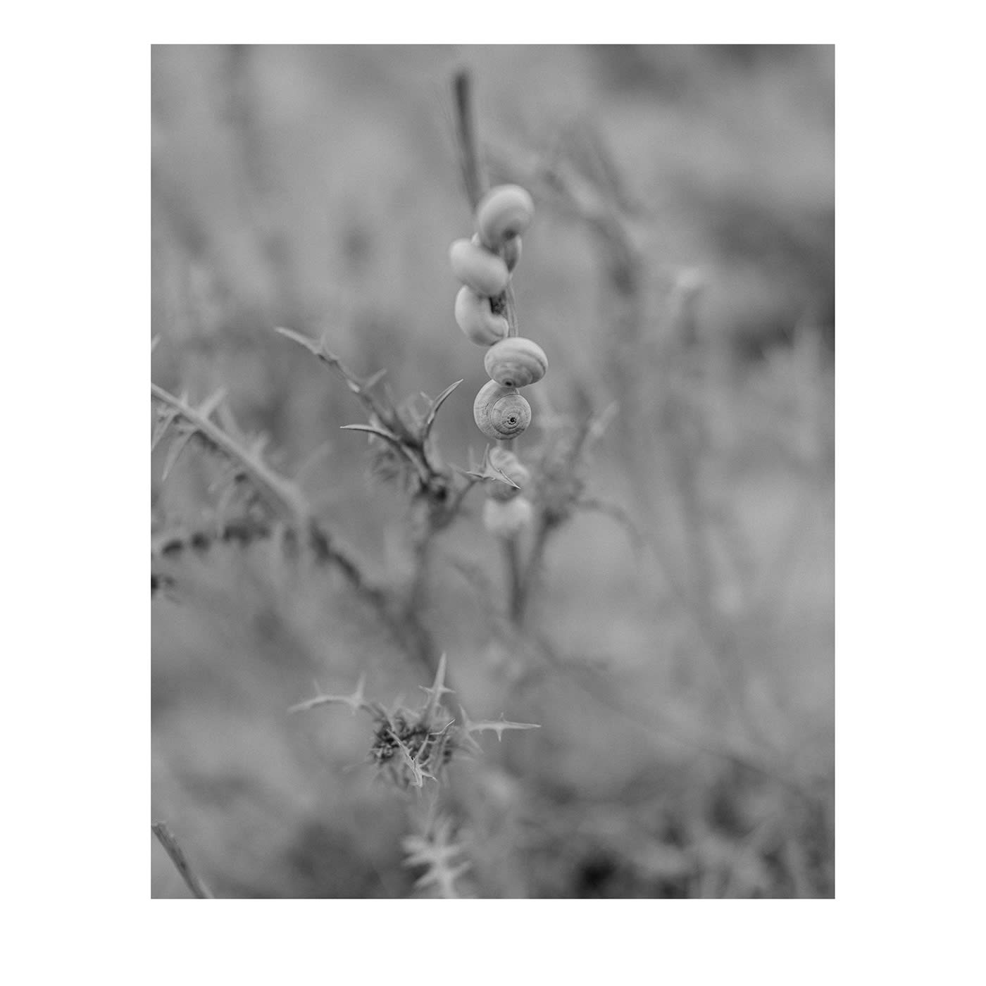 Sicilia Baia di Cornino 04 Fotografia