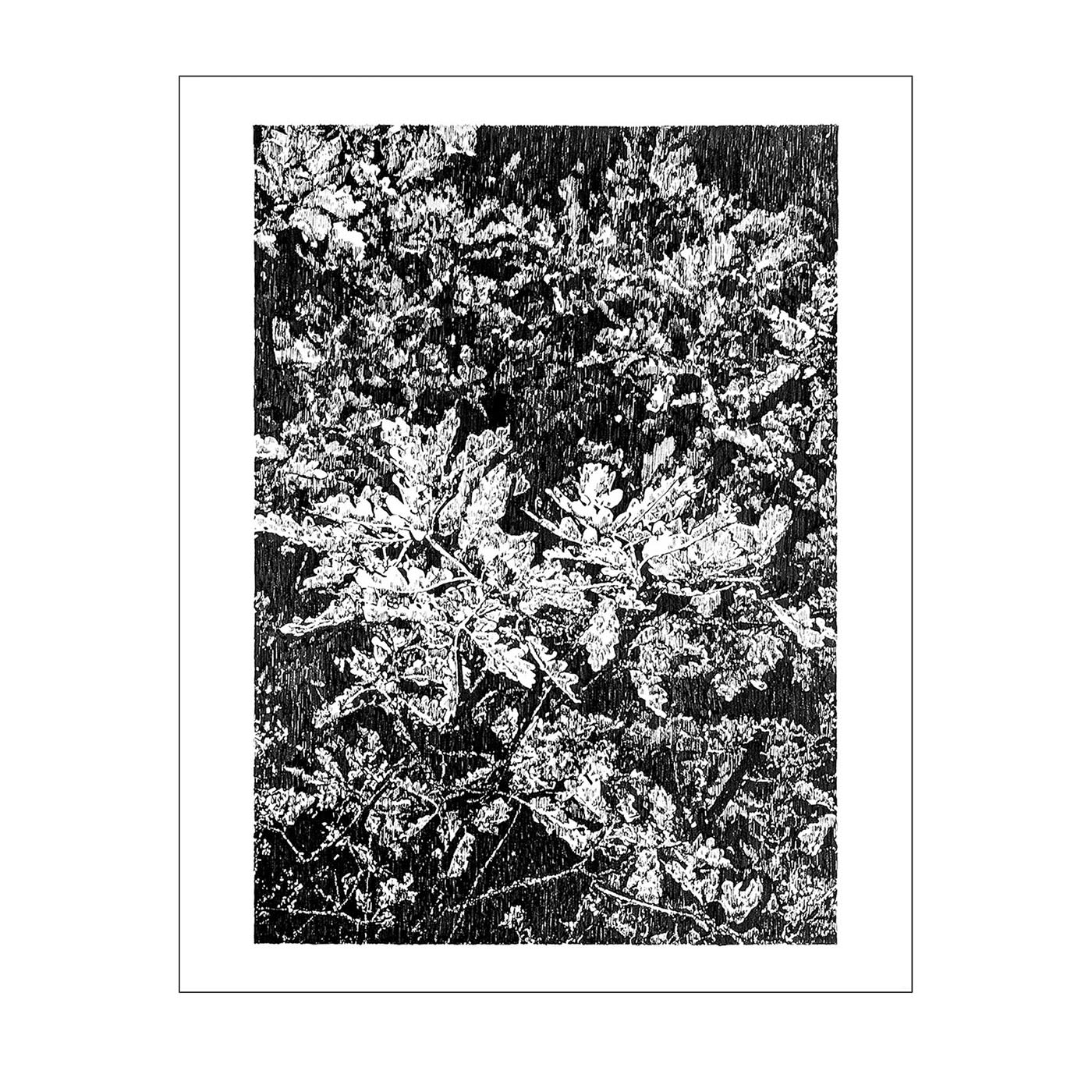 Alberi di quercia, Disegno Les Truffières