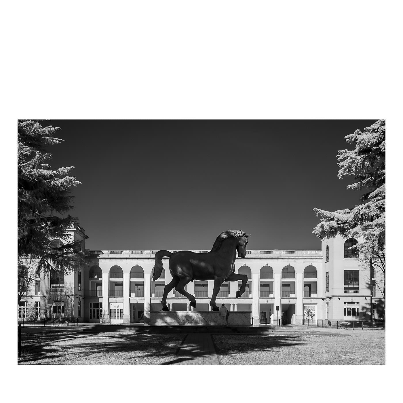 Cavallo di Leonardo #2 Fotografia