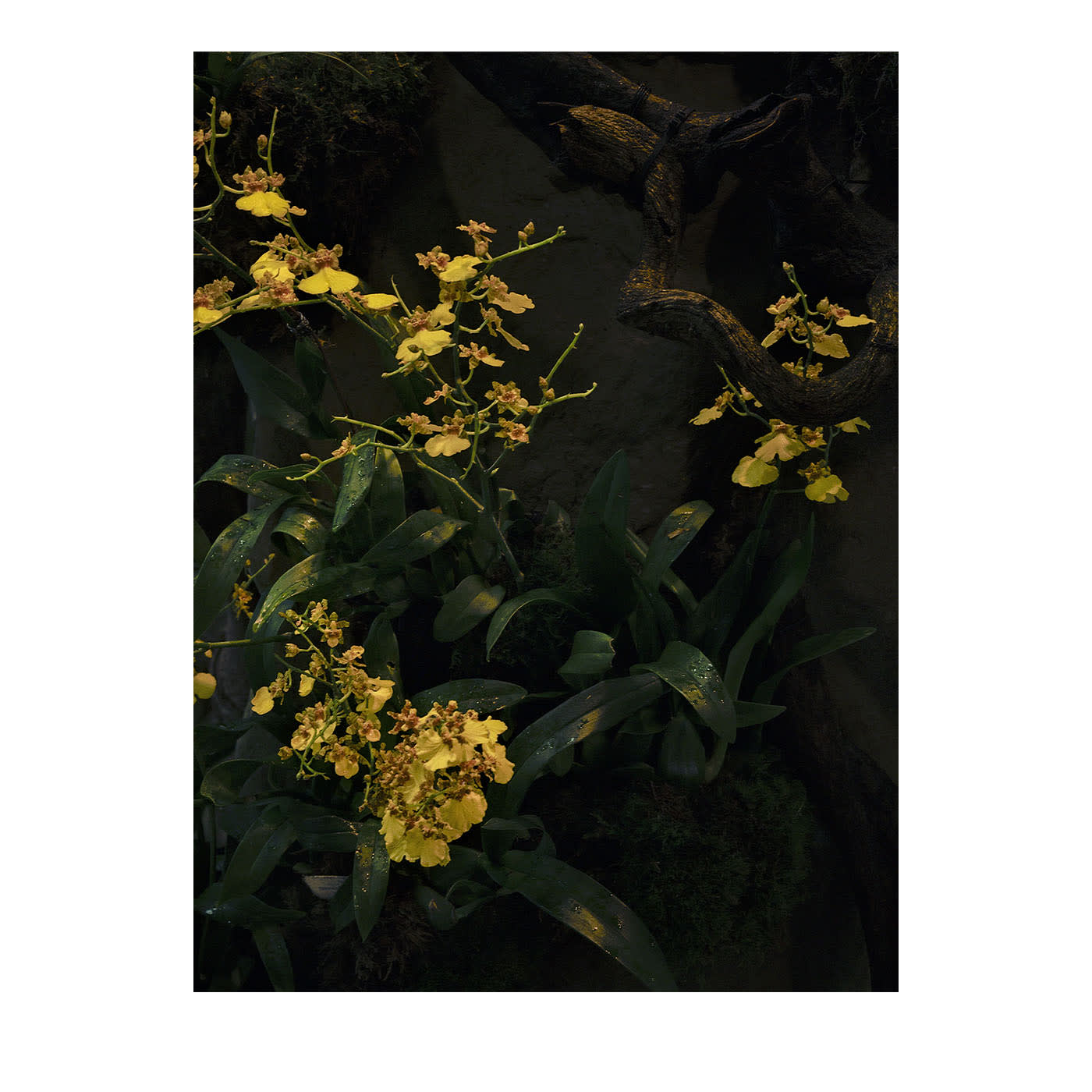 Stampa fotografica Orchidea Gialla N.1