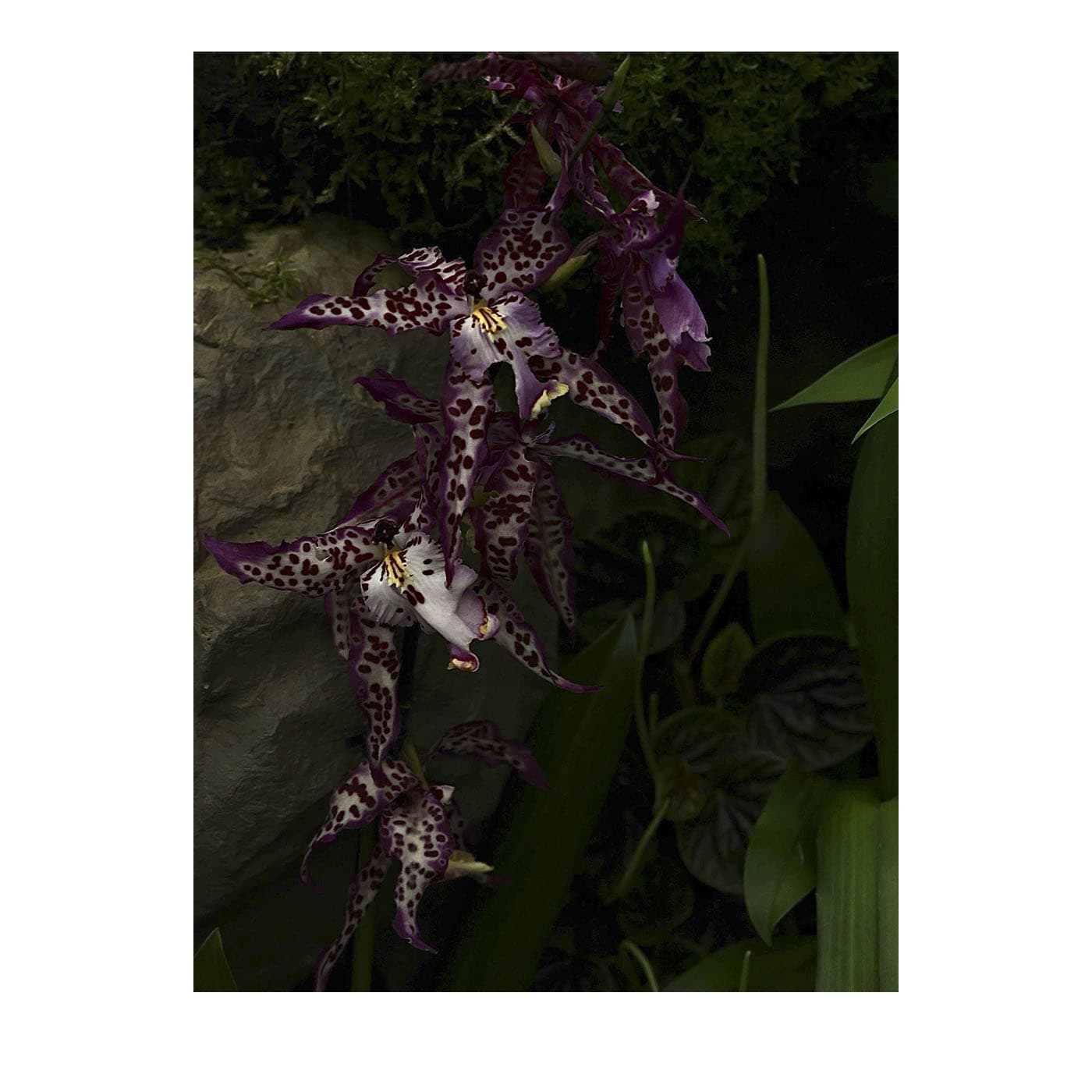 Stampa fotografica Tre Orchidee Viola