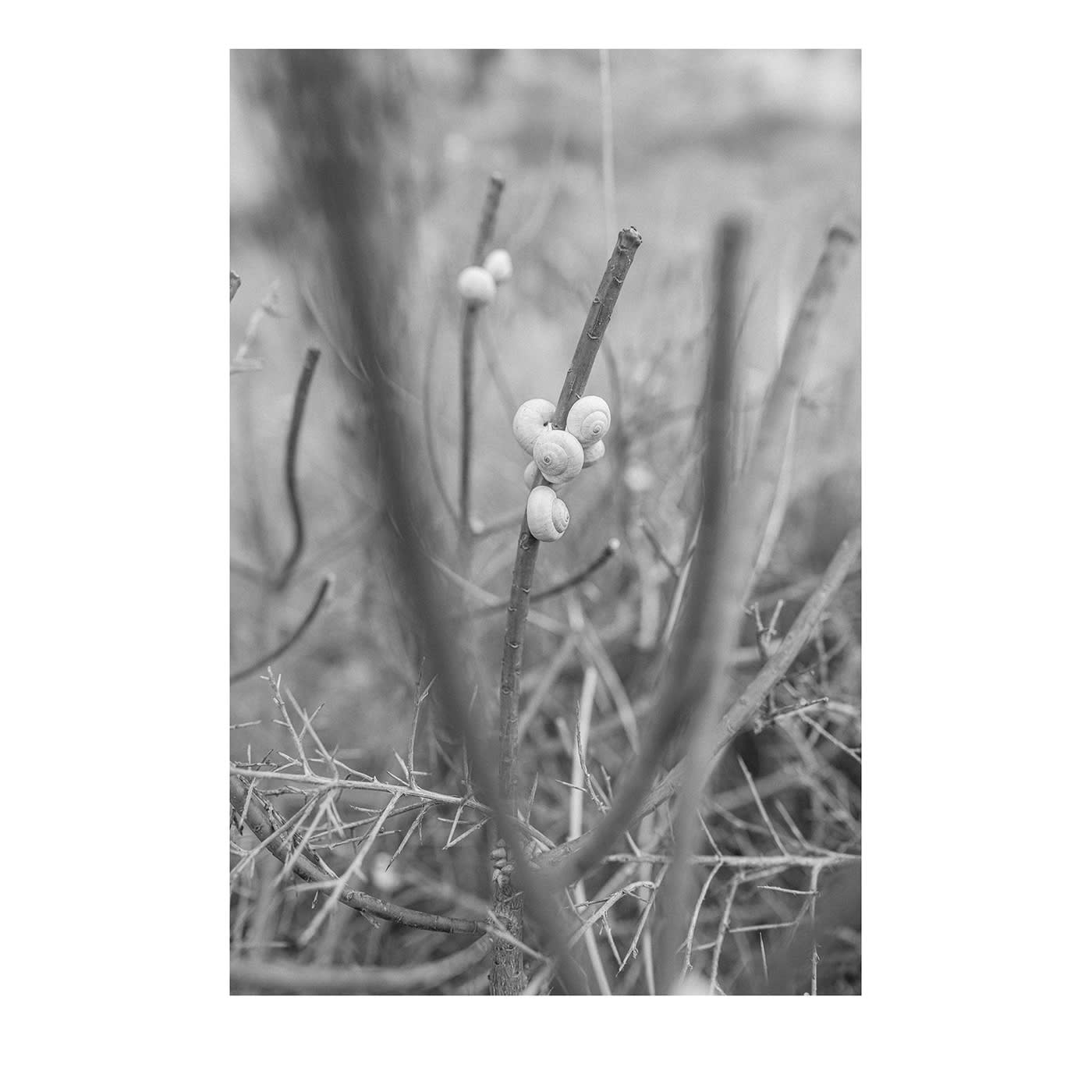 Sicilia Baia di Cornino 08 Fotografia