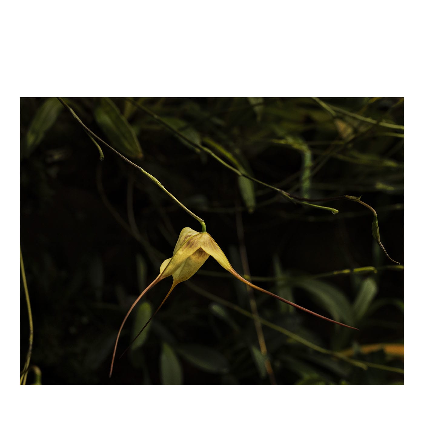 Stampa fotografica Orchidea Gialla Filiforme