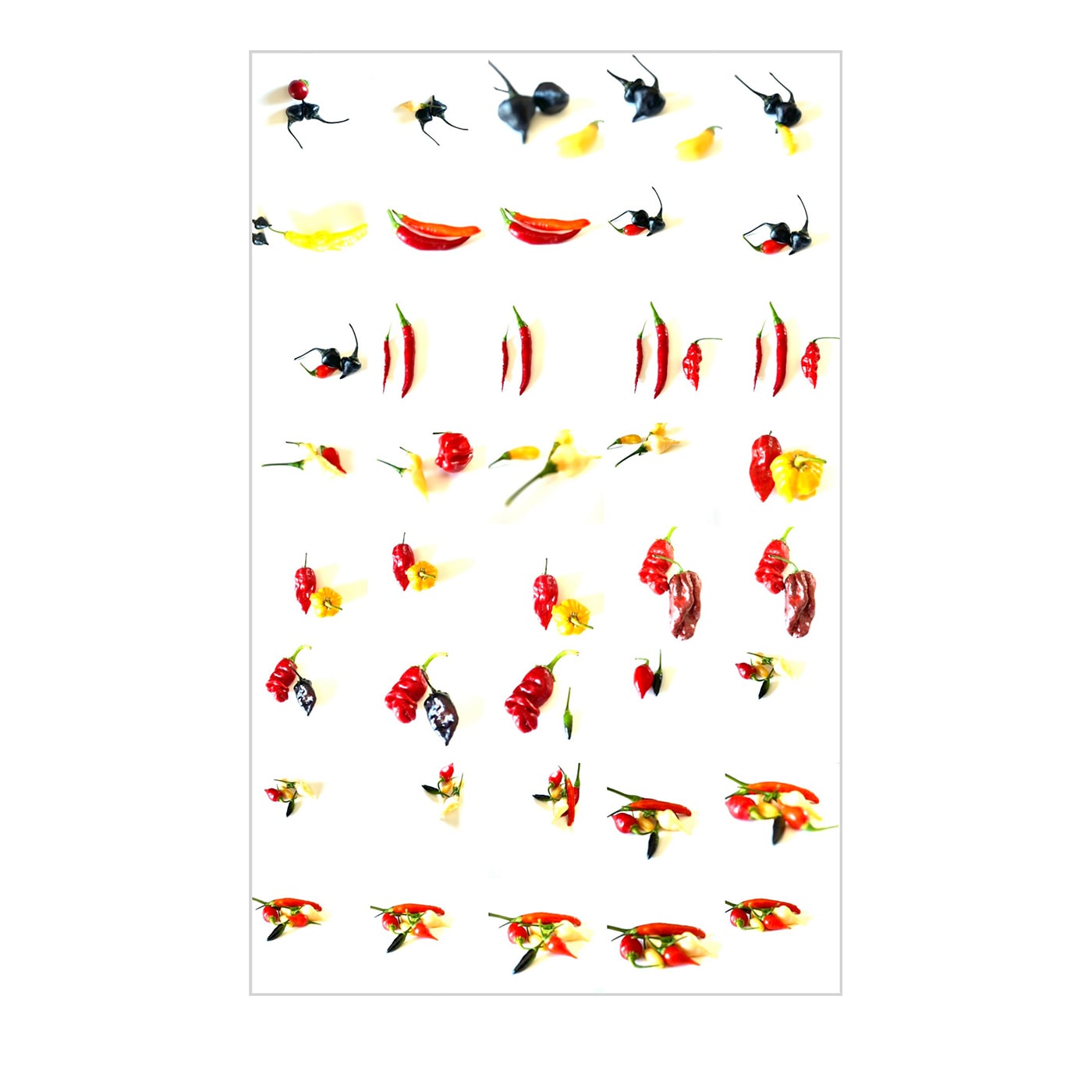 Capsicum Accademici Disegno digitale