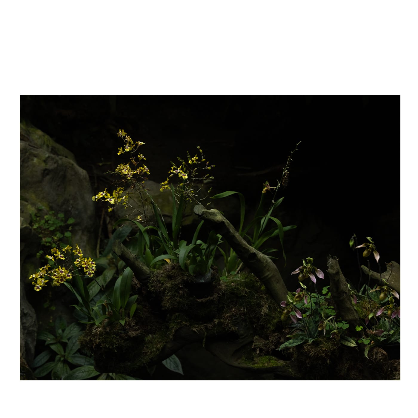 Stampa fotografica Piccolo Paesaggio Verde n.1