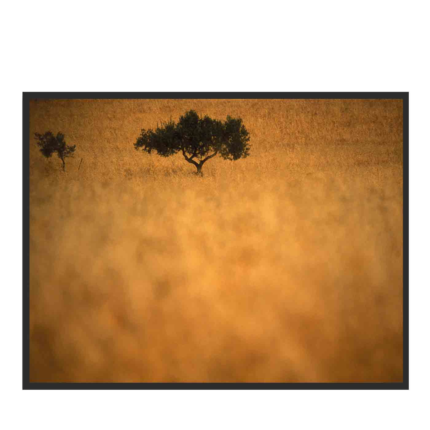 Giallo Sicilia Fotografia