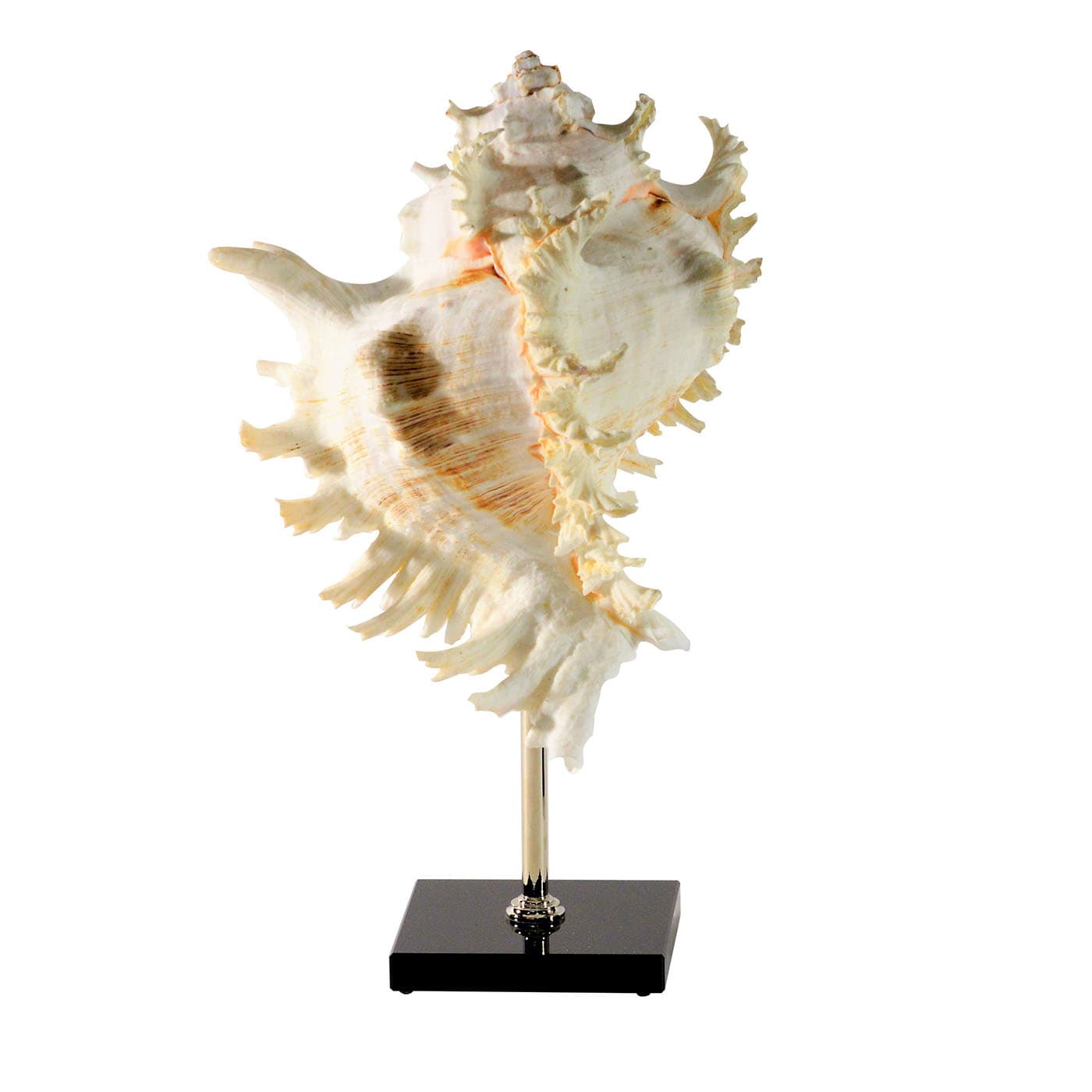 Scultura con piedistallo in conchiglia di Murex