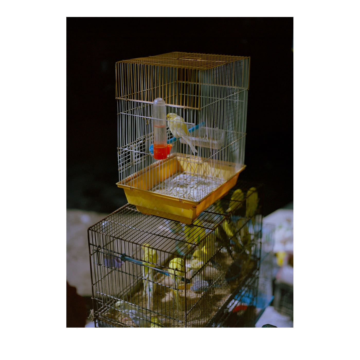 Stampa fotografica Canarino