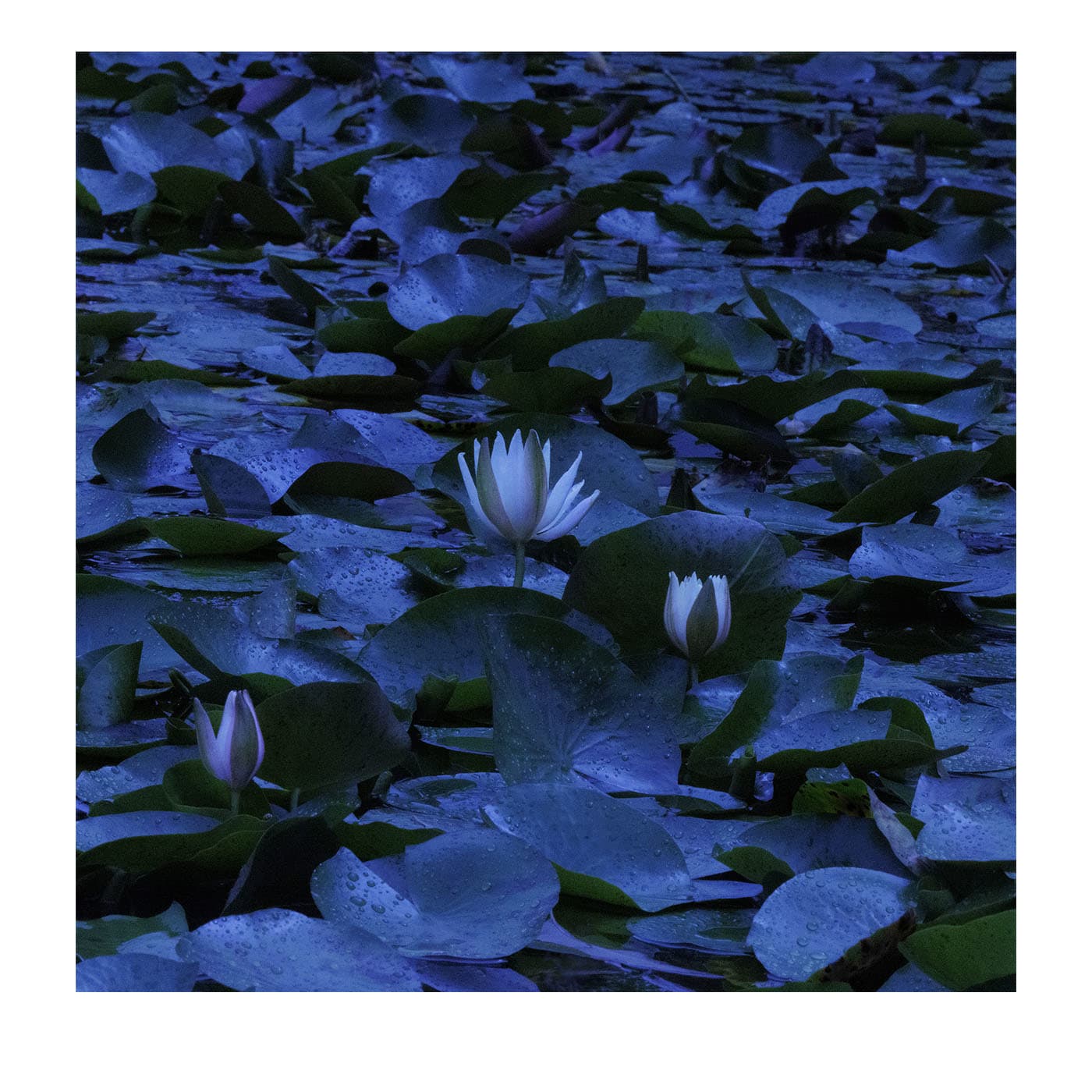 Stampa Fotografica Ninfee N.8