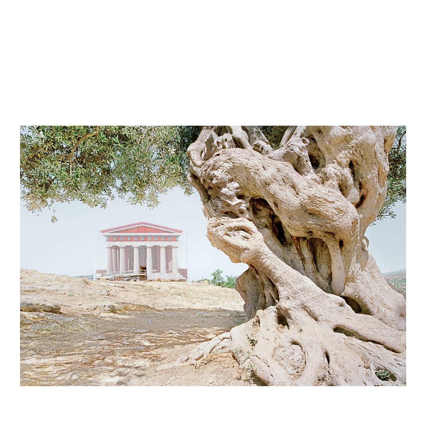 L'Ulivo SIM_STL_7374_18_SA Fotografia