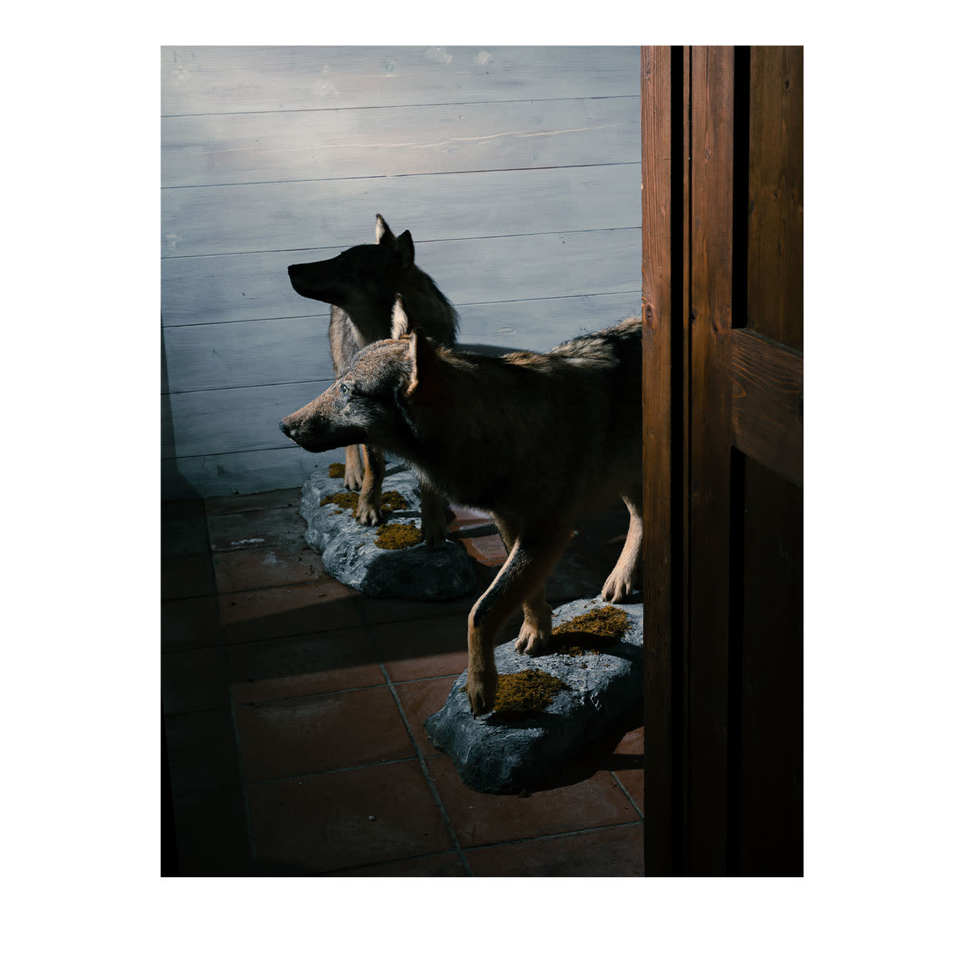 Lupi della Val d'Agri Stampa fotografica