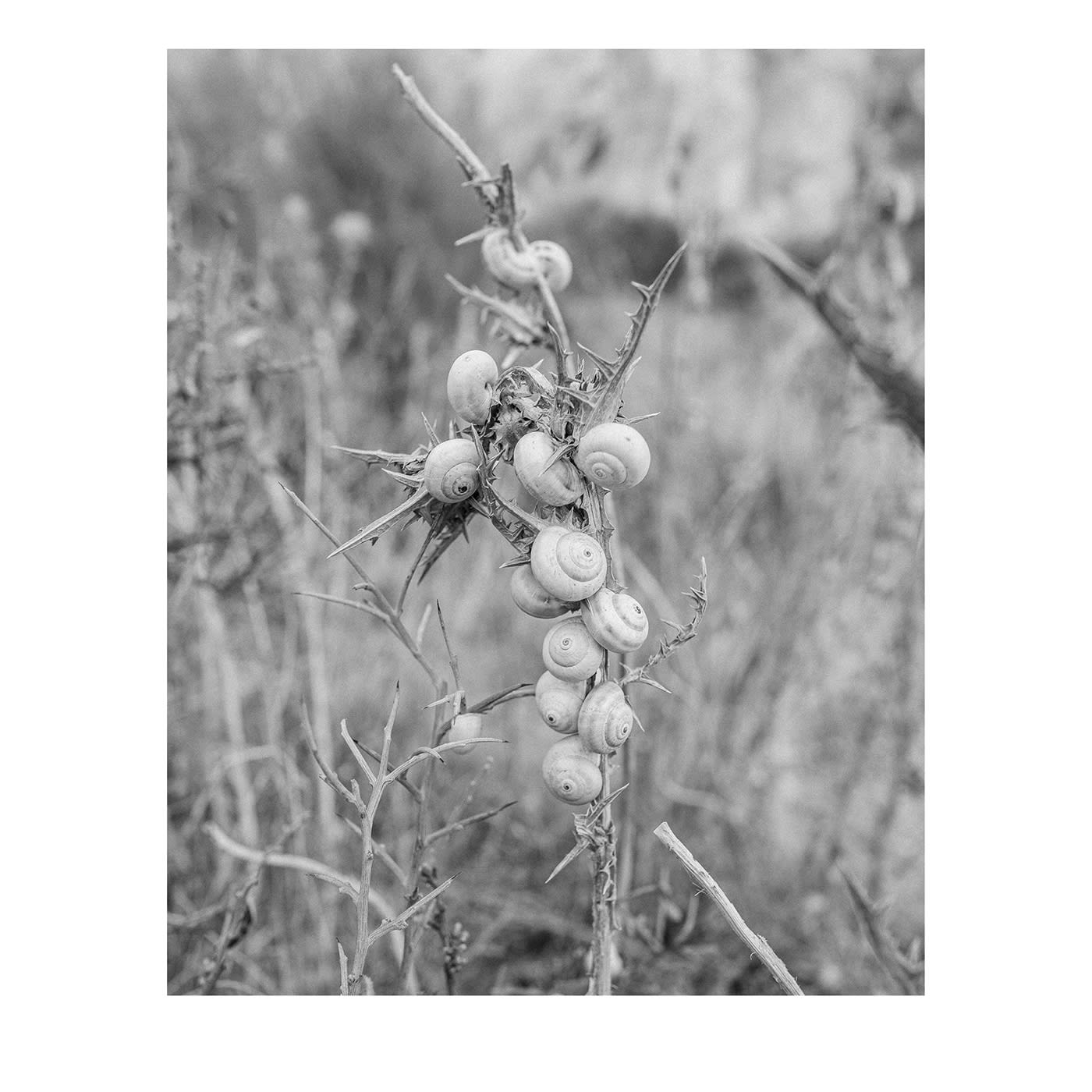 Sicilia Baia di Cornino 07 Fotografia